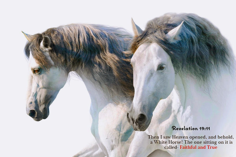Two White Horses- Canvas
